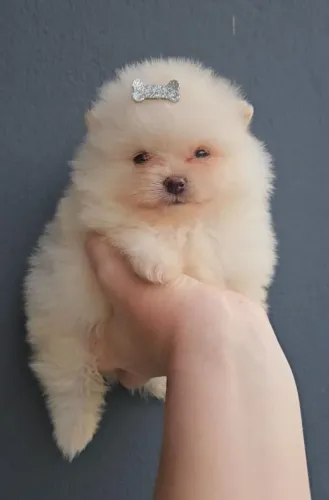 Lulu da Pomerânia anão