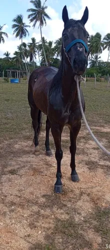 Cavalo QM