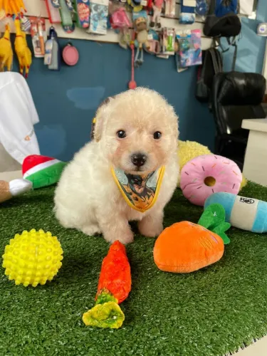 Poodle macho na promoção