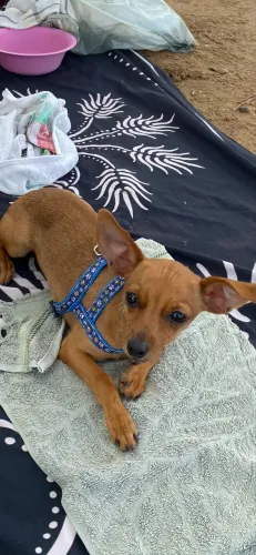 Pinscher