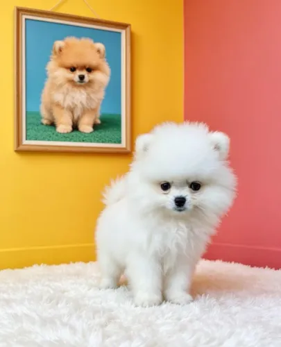Spitz Alemão Com Excelente Pelagem
