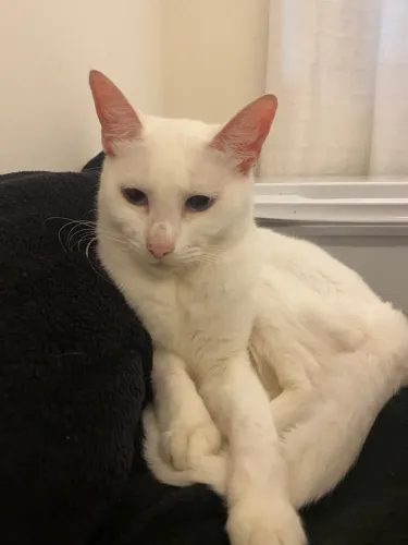 Doação de gatinha Branca 