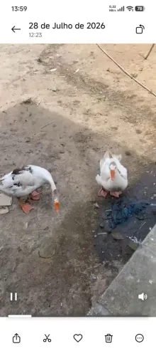 Casal de Ganso