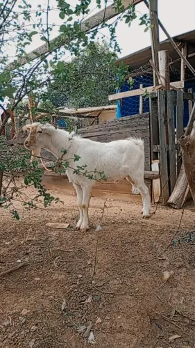 Lindo bode branco