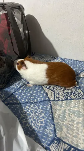 Porquinha da índia 