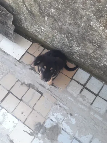 PRA ADOÇÃO 