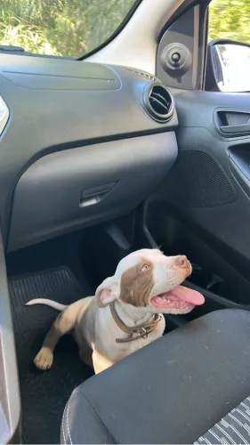 Filhote Pitbull 3 meses