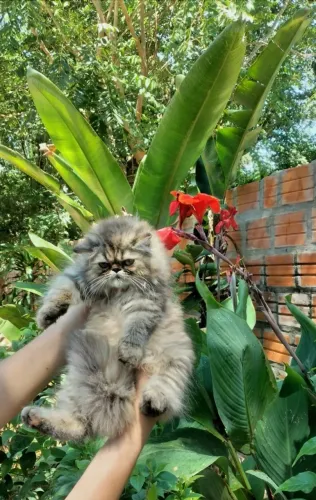 Gato Persa lindos filhotinhos com excelente procedência