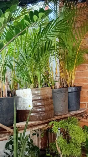 Plantas