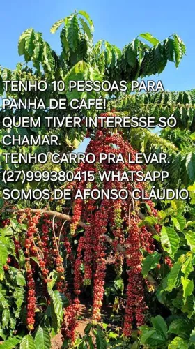 Tuma de 10 companheiros para panha de café. Tenho carro pra levar (AFONSO CLAUDIO).