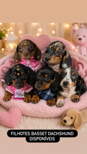 Filhotes salsichinhas Basset dACHSHUND 