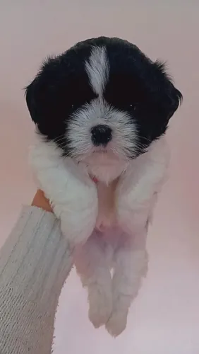 Filhote de shi-tzu disponível