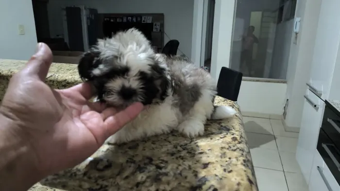 Lindo MAchinho de shis tzu a pronta entrega - alfenas MG
