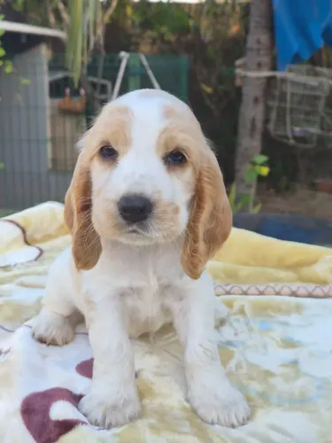 Filhotes de Cocker Spaniel Inglês Puro - Macho e Fêmea Disponíveis
