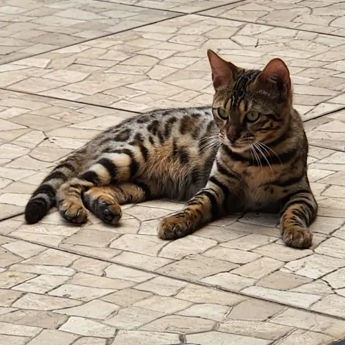 Filhotes gato bengal