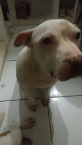 Pitbull fêmea para adoção