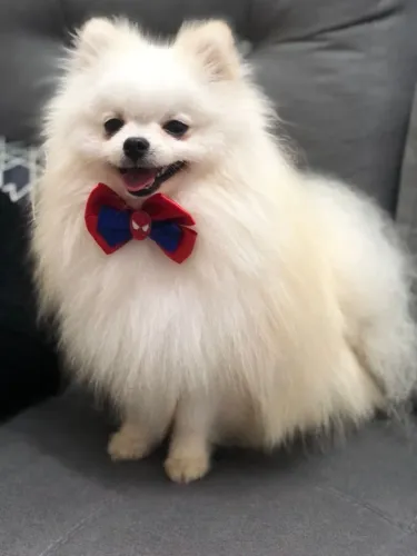 Lulu da pomerania seu amigo está aqui