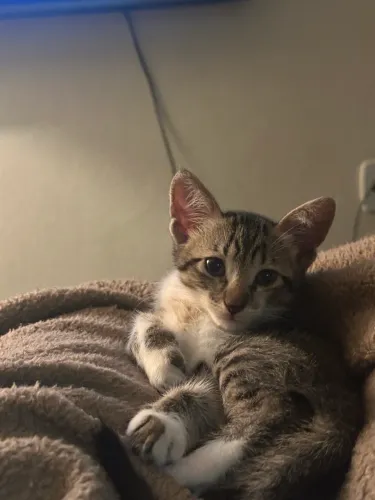 Doação de gatinha