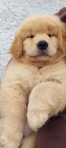 Golden Retriever filhotes liberados para entrega 