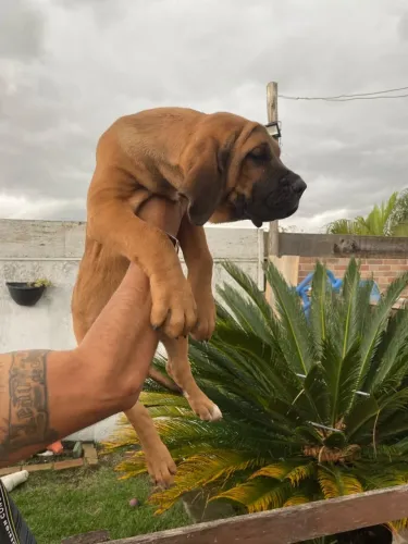 Fila brasileiro