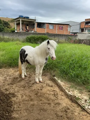 Pônei