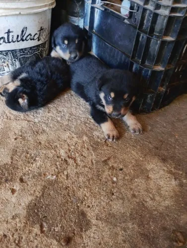 Vende se filhotes de Rottweiler