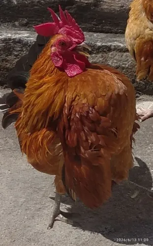 Galinha e Galos Raça Serama( mini)