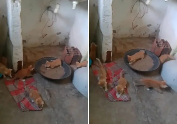 Lindos gatinhos