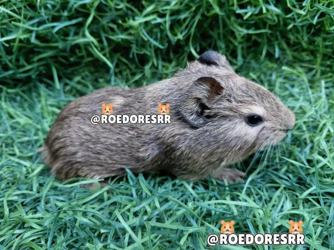 PORQUINHOS DA INDIA 