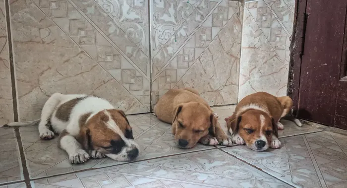 Doação - Cachorros Filhotes