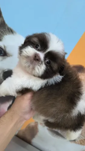 Lindos bebes de shihtzu