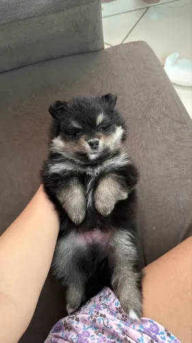 Spitz Alemão Macho 