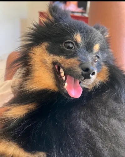 Spitz Alemão 