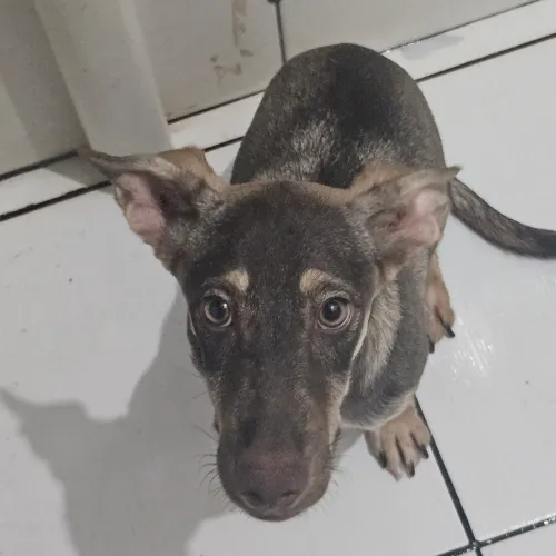 Doa-se Cachorro