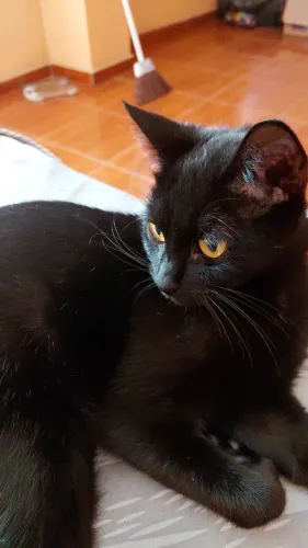 GATINHA PARA ADOÇÃO RESPONSÁVEL