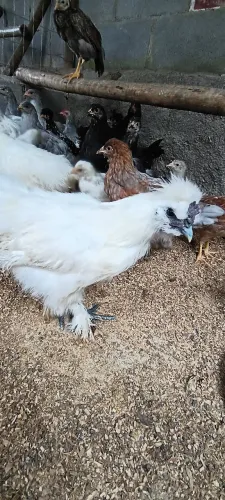 Franguinho da raça Sedosa