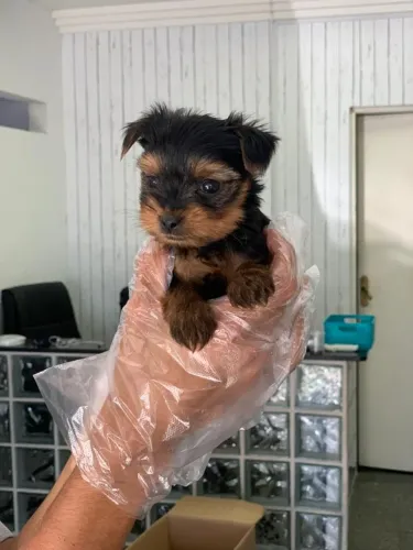 Seu novo melhor amigo espera por você: Yorkshire Terrier super carinhosos!