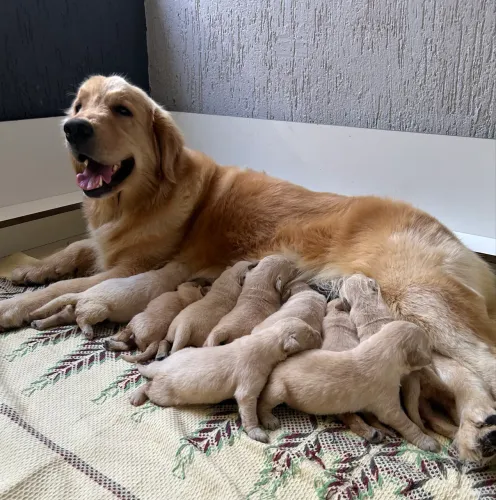 Golden retriever macho com pedigree