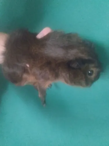 Porquinho da índia Abyssini macho 