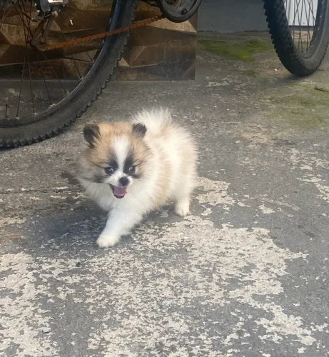 Filhotes de Lulu tamanho Mini! ?