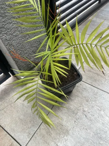 Muda de Palmeira