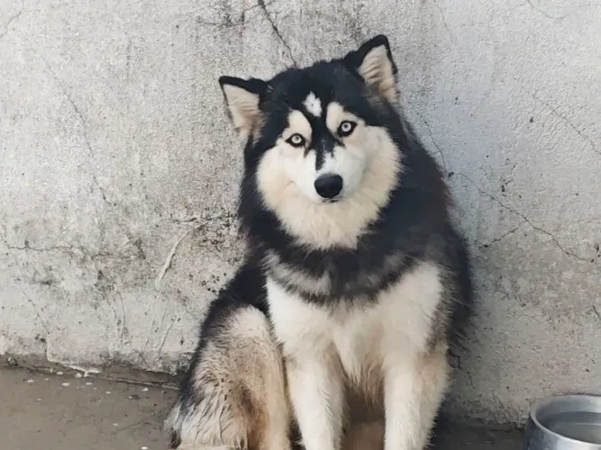 Venda Husky pequeno