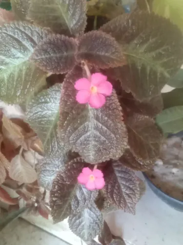 Planta tapete de rainha