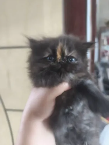 Gata persa