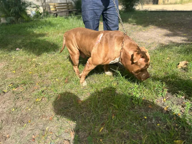 Pit-Monster Com pedigree 60 kg para coberturas 