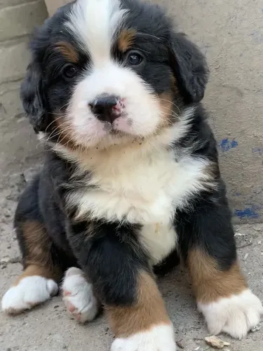 Filhote de Bernese Mountain um gigante fofo desde bebê 