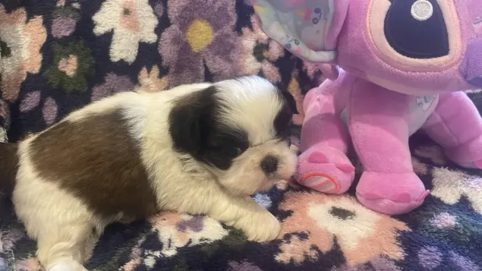 Filhotes da raça Shih Tzu disponíveis