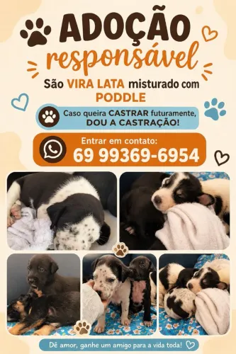 Filhote doação 