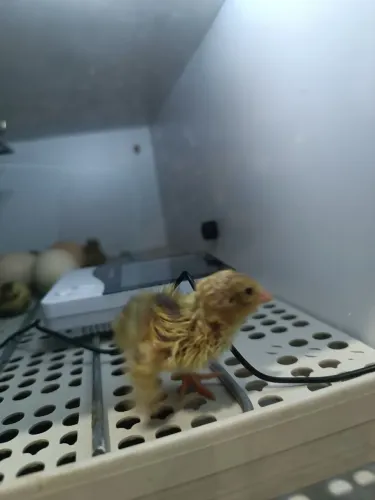 Codornas 1 a 7 dias tenho disponível. Cuida q acaba rápido demais