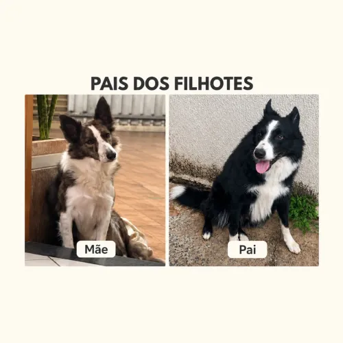 Filhotes de Border Collie puros, reservas abertas